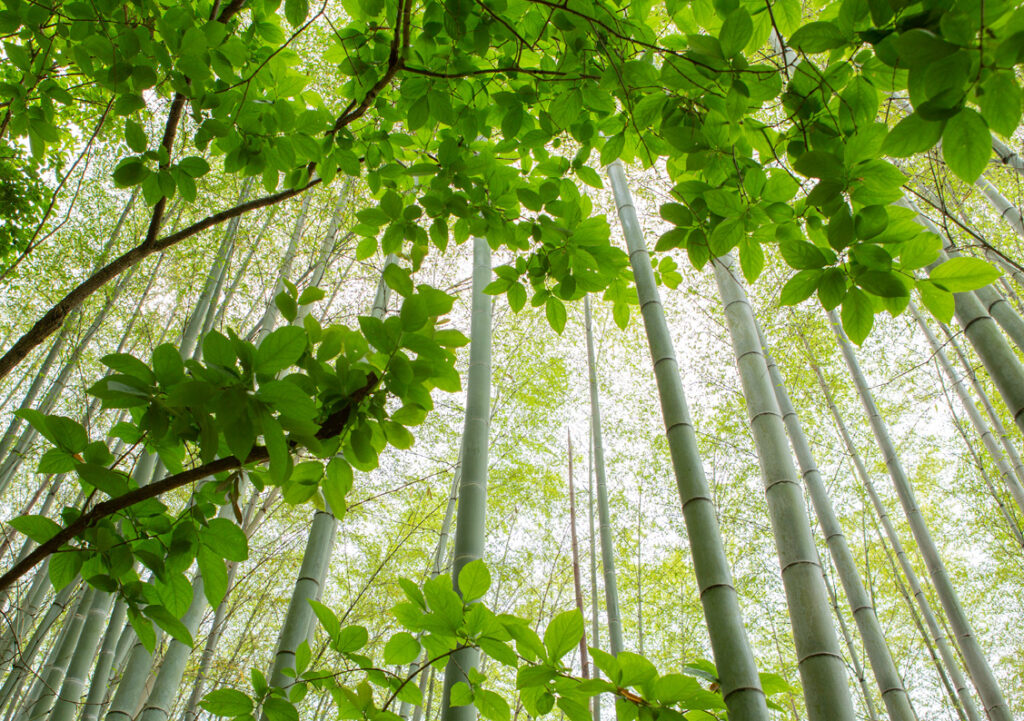 竹の秋・「大和の竹林」を公開 - 山の辺遊歩