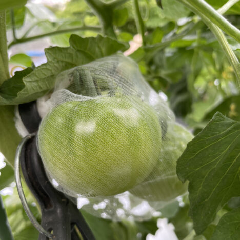 トマトのオオタバコガ対策で水切りネット使う